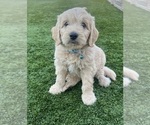 Small Photo #84 Goldendoodle Puppy For Sale in PHOENIX, AZ, USA