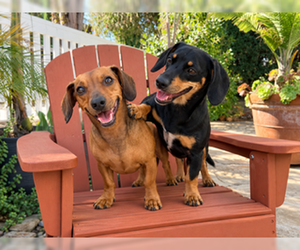 Dachshund Dogs for adoption in Los Angeles, CA, USA