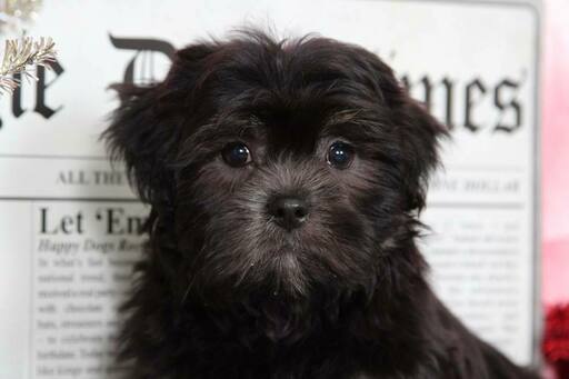 Medium Photo #2 Lhasa Apso Puppy For Sale in BEL AIR, MD, USA