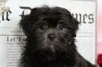 Small Photo #2 Lhasa Apso Puppy For Sale in BEL AIR, MD, USA