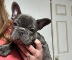 Small Photo #46 French Bulldog Puppy For Sale in FOUNTAIN CITY, IN, USA