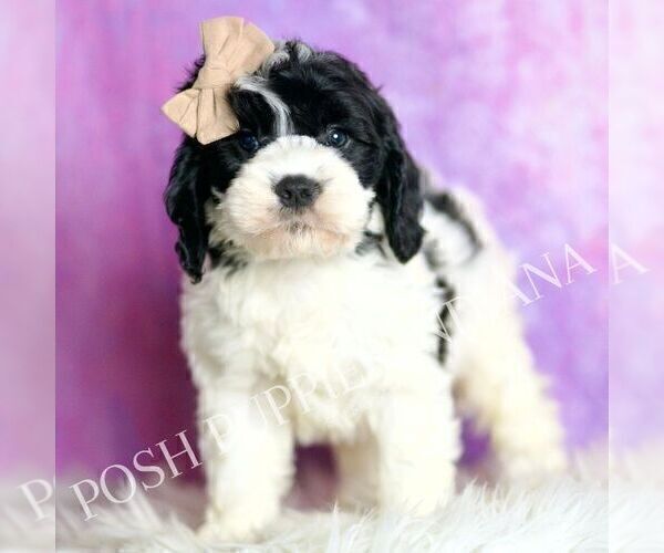 Medium Photo #5 Cavapoo (Miniature) Puppy For Sale in WARSAW, IN, USA