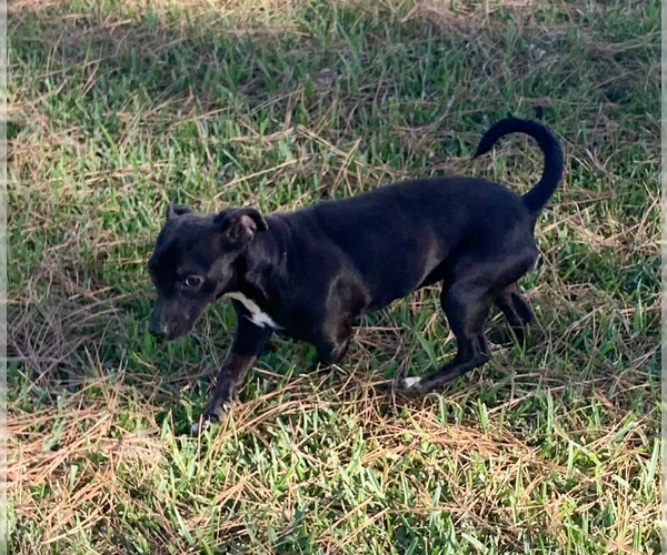 Medium Photo #2 Mutt Puppy For Sale in Cranston, RI, USA