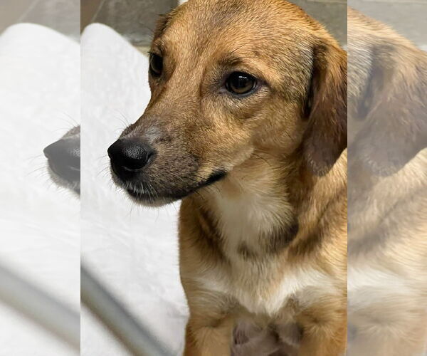Medium Photo #3 Mutt Puppy For Sale in Ball Ground, GA, USA