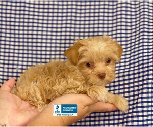 Yorkshire Terrier Puppy for sale in WINNSBORO, LA, USA
