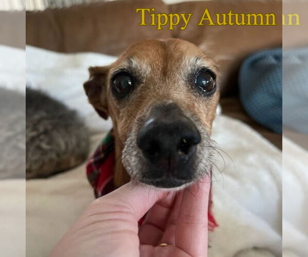 Medium Photo #20 Dachshund Puppy For Sale in San Antonio, TX, USA