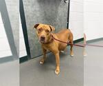 Small American Pit Bull Terrier-Rhodesian Ridgeback Mix