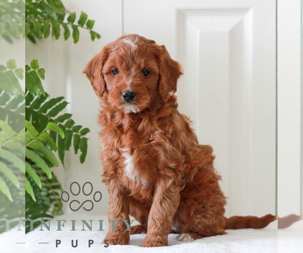 Medium Photo #4 Goldendoodle (Miniature) Puppy For Sale in LANCASTER, PA, USA