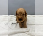 Small #4 Golden Retriever