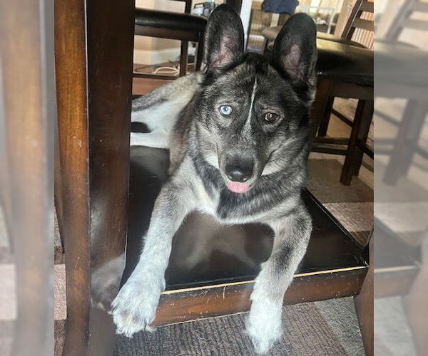 Medium Photo #3 - Mix Puppy For Sale in Brooklyn Center, MN, USA