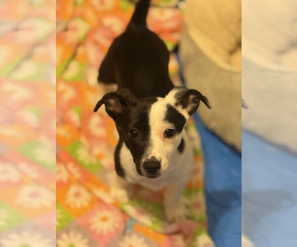Medium Photo #3 Jack Chi Puppy For Sale in Slidell, LA, USA