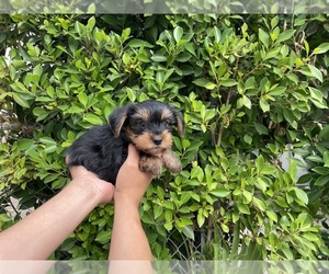 Yorkshire Terrier Puppy for sale in WHITTIER, CA, USA