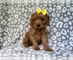 Small #7 Cavapoo (Miniature)
