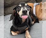 Small #2 Dachshund