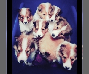 Collie Puppy for sale in AVA, MO, USA