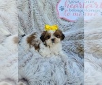 Small Shih Tzu