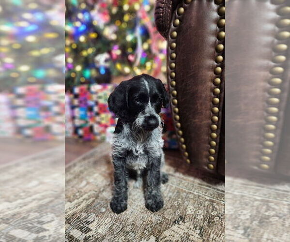 Medium Photo #4 German Shorthaired Pointer-Goldendoodle Mix Puppy For Sale in WILLACOOCHEE, GA, USA
