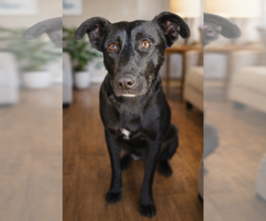 Turbo - Male Shollie Dog for Adoption - Photo #3