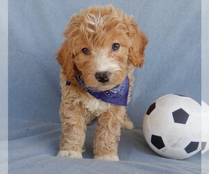 Goldendoodle (Miniature) Puppy for Sale in MILLERSBURG, Ohio USA