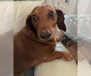 Dachshund Dogs for adoption in Los Angeles, CA, USA