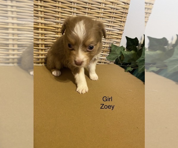 Medium Photo #1 Miniature Australian Shepherd Puppy For Sale in BRADLEY, IL, USA
