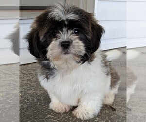 Shih Tzu Puppy for sale in FREDERICKSBURG, OH, USA
