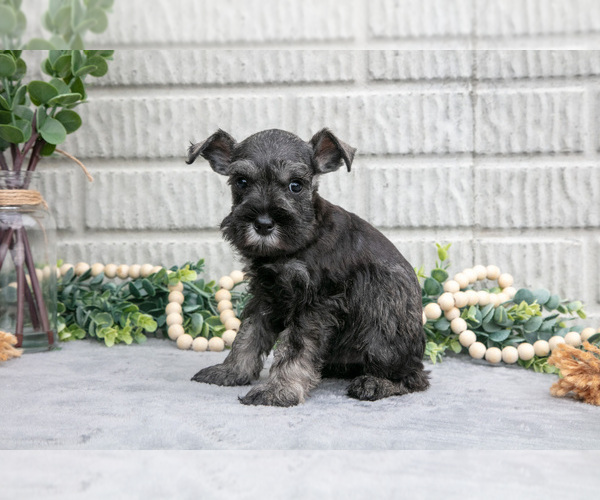 Medium Photo #2 Schnauzer (Miniature) Puppy For Sale in BALTIC, OH, USA