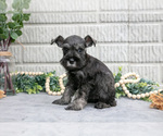 Small Photo #6 Schnauzer (Miniature) Puppy For Sale in BALTIC, OH, USA