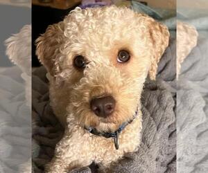 Poodle (Miniature) Dogs for adoption in Oakland Park, FL, USA