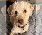 Small Poodle (Miniature)