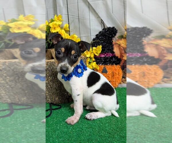 Medium Photo #1 Rat Terrier Puppy For Sale in HAMMOND, IN, USA
