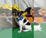 Small Rat Terrier