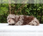 Small #11 ShihPoo