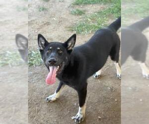 Siberian Husky-Unknown Mix Dogs for adoption in Riverside, CA, USA