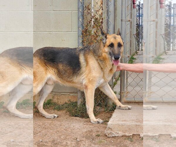 Medium Photo #2 German Shepherd Dog Puppy For Sale in Amarillo, TX, USA
