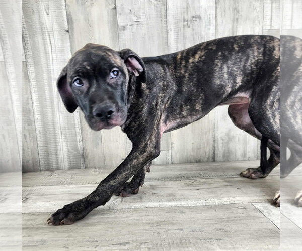 Medium Photo #1 Catahoula Leopard Dog-Plott Hound Mix Puppy For Sale in columbia, SC, USA