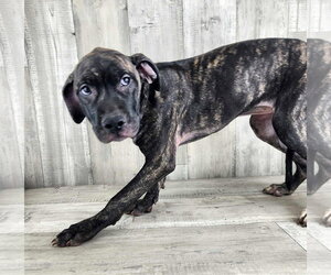 Catahoula Leopard Dog-Plott Hound Mix Dogs for adoption in columbia, SC, USA