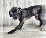 Small Catahoula Leopard Dog-Plott Hound Mix