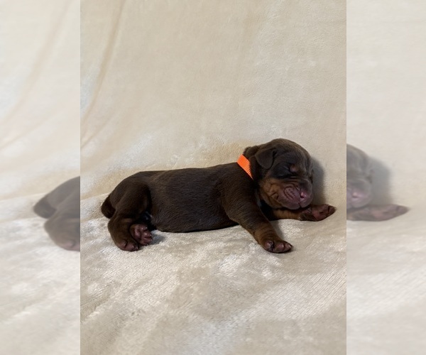 Medium Photo #2 Doberman Pinscher Puppy For Sale in LAFAYETTE, TN, USA