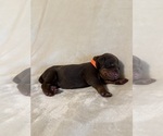 Small #1 Doberman Pinscher