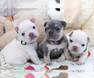 French Bulldog Puppy for sale in HERMITAGE, TN, USA