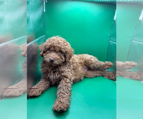 Medium Photo #16 Poodle (Miniature) Puppy For Sale in BLUE MOUND, TX, USA