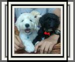 Small Photo #13 Sheepadoodle Puppy For Sale in RIALTO, CA, USA