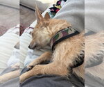 Small #7 Chihuahua Mix