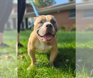 American Pit Bull Terrier-Unknown Mix Dogs for adoption in Germantown, OH, USA
