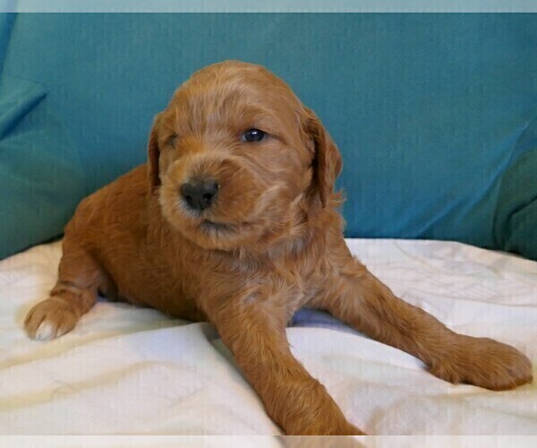 Medium Photo #3 Labradoodle Puppy For Sale in ANACONDA, MT, USA