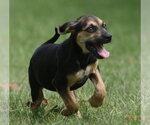 Small Photo #9 Australian Shepherd-Beagle Mix Puppy For Sale in Mechanicsburg, PA, USA