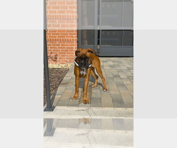 Medium Photo #1 Boxer Puppy For Sale in Austin, TX, USA