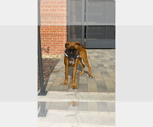 Boxer Dogs for adoption in Austin, TX, USA