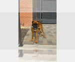 Small Boxer